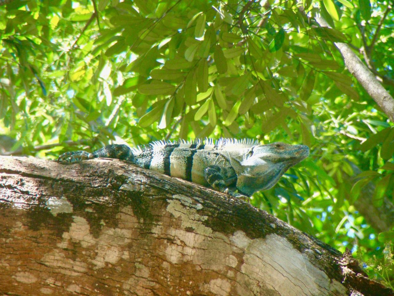 Hotel El Manglar Playa Grande Bagian luar foto